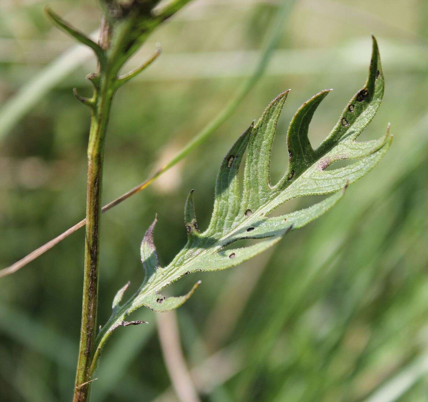 Image of Klasea lycopifolia (Vill.) A. & D. Löve