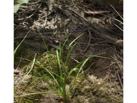 Image of Arthropodium minus R. Br.