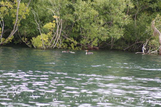 Image of Great Crested Grebe