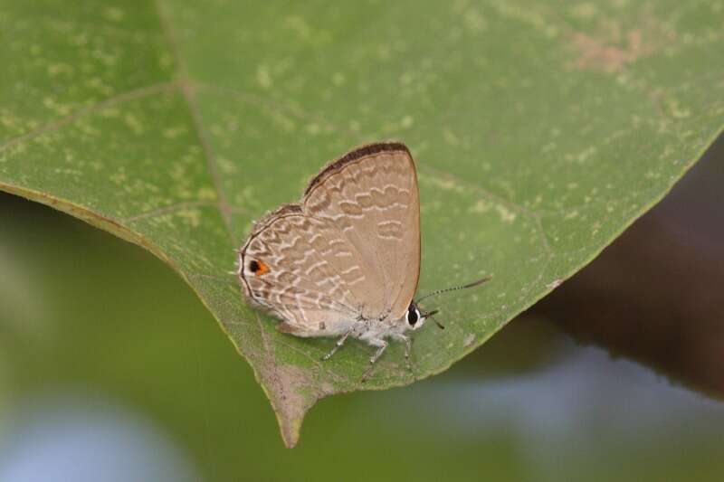 Imagem de Anthene lycaenoides (Felder 1860)