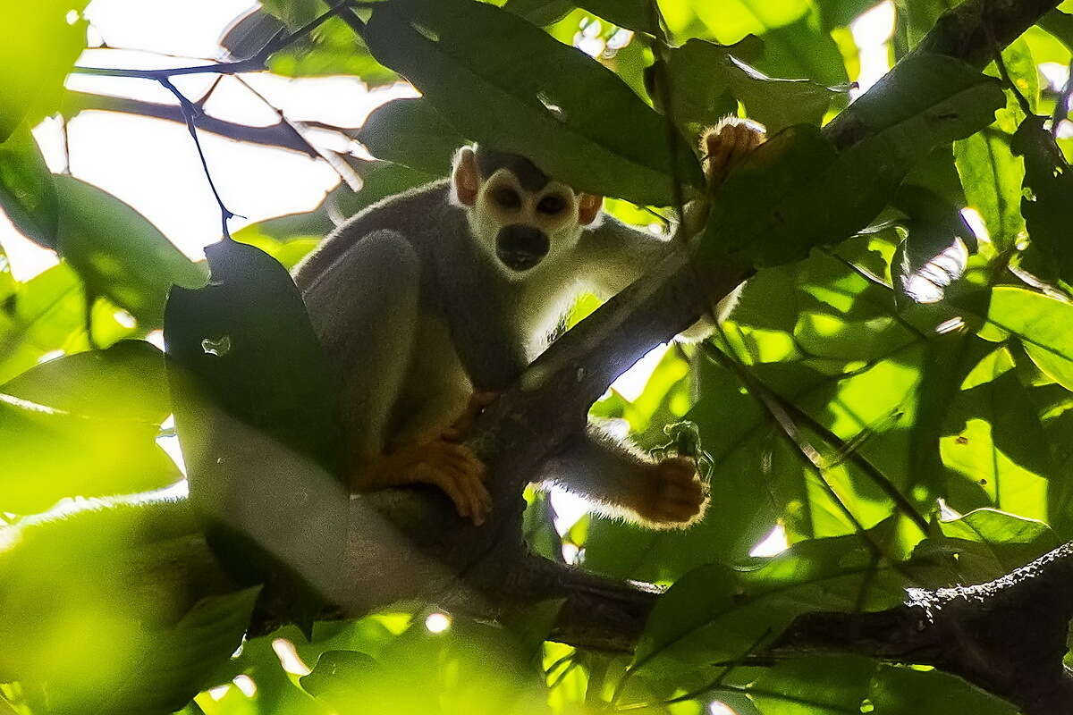 Image of Bare-eared Squirrel Monkey