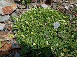 Image of Plantago subulata L.