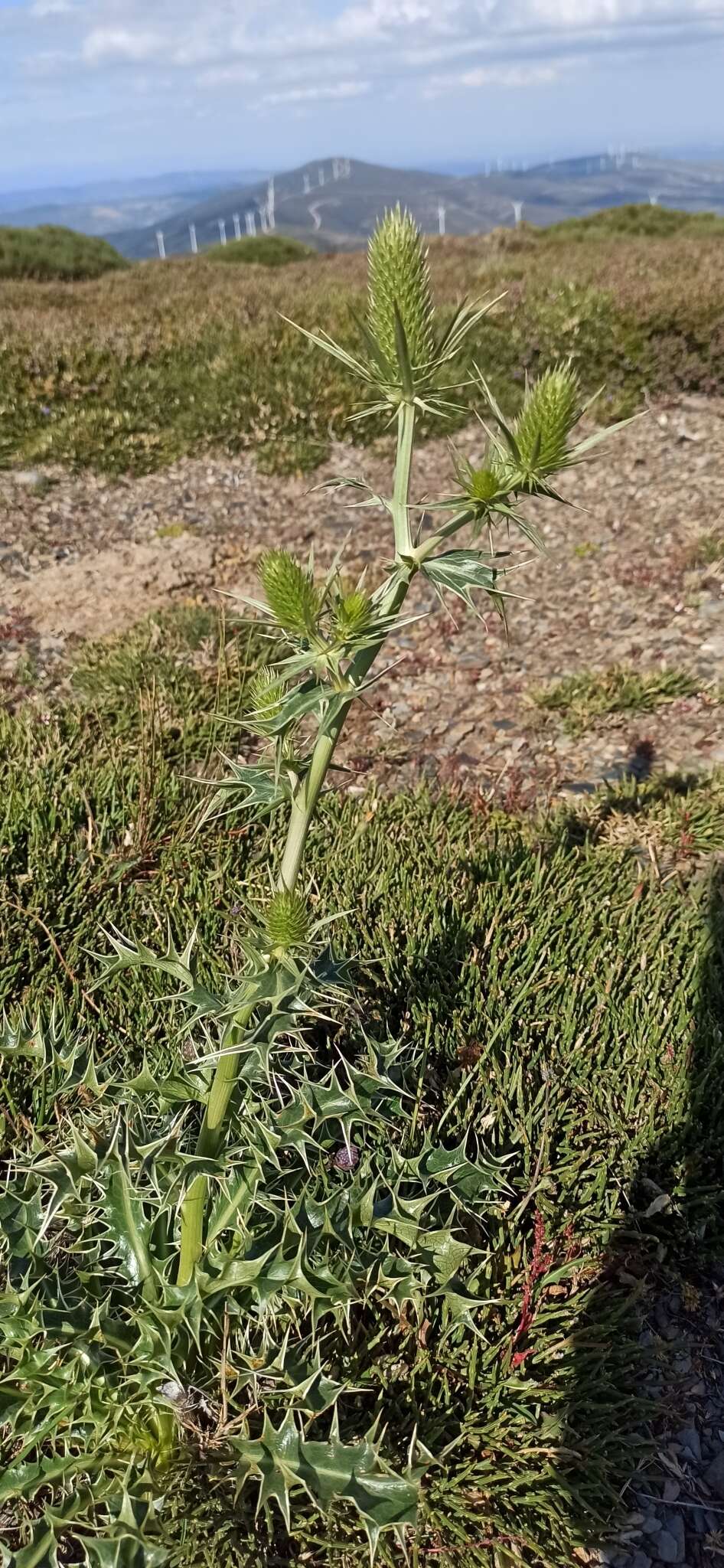 صورة Eryngium duriaei Gay ex Boiss.