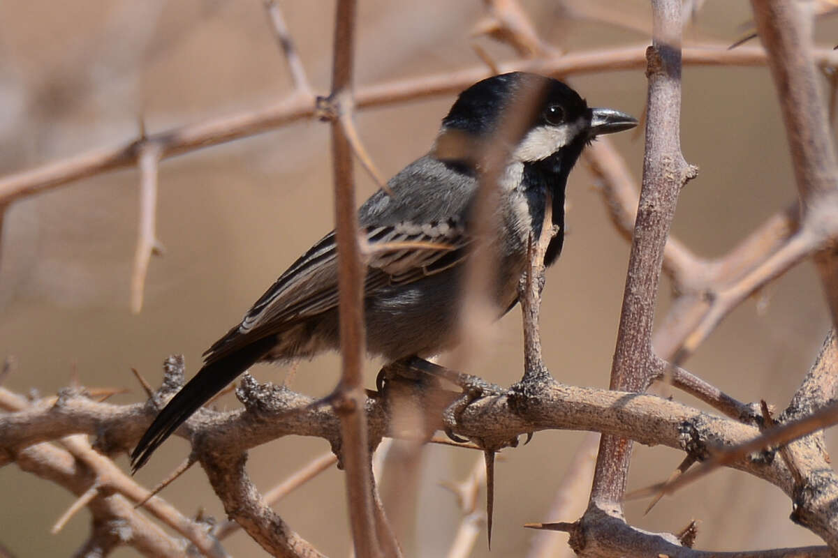 Plancia ëd Melaniparus cinerascens (Vieillot 1818)