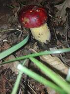 Image of Dupain's Bolete