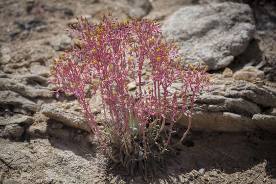 Sivun Dudleya saxosa subsp. aloides (Rose) Moran kuva