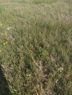 Oenothera coloradensis (Rydb.) W. L. Wagner & Hoch resmi