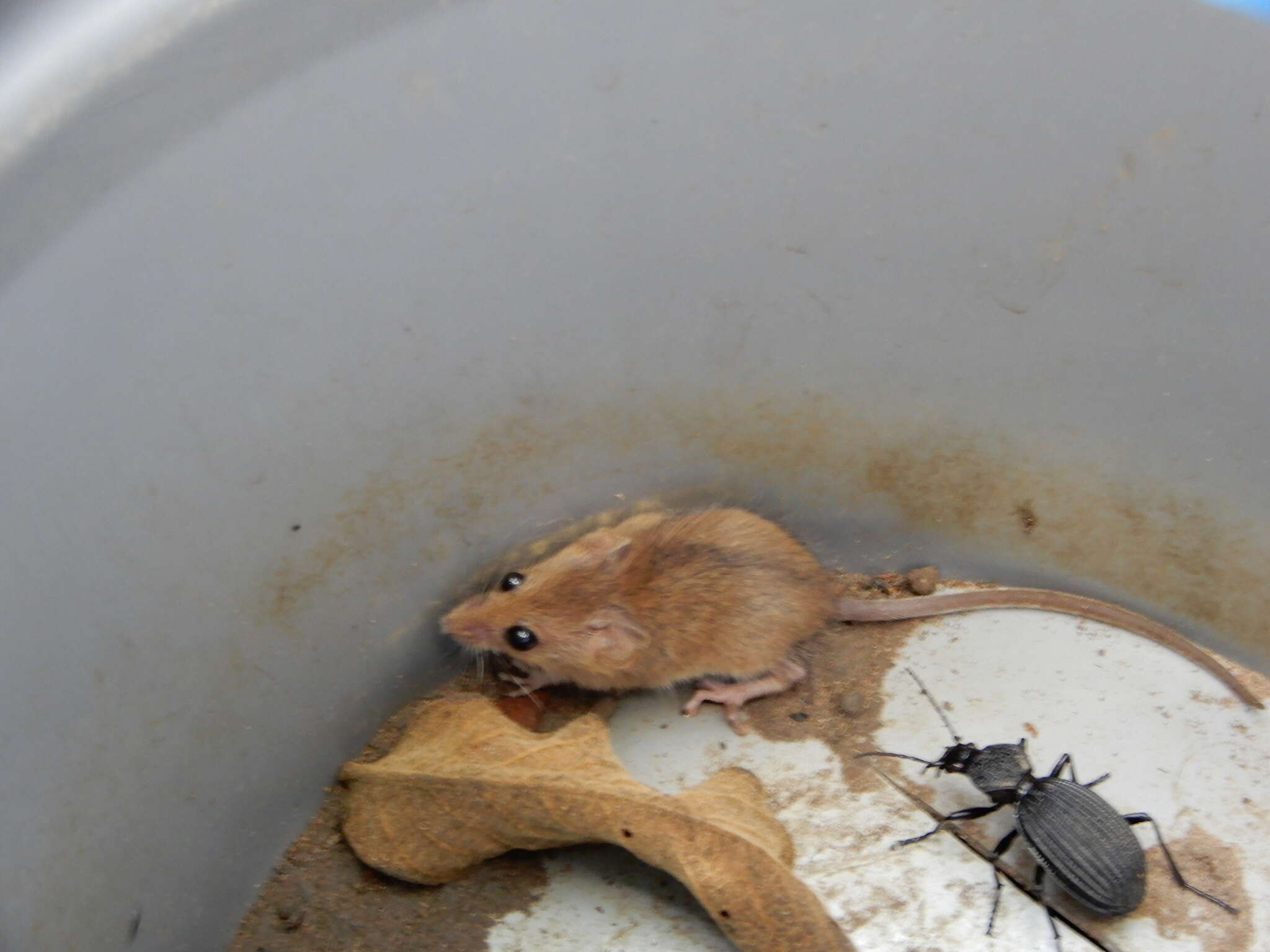 Image of Chestnut African Climbing Mouse