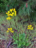 Senecio aronicoides DC. resmi