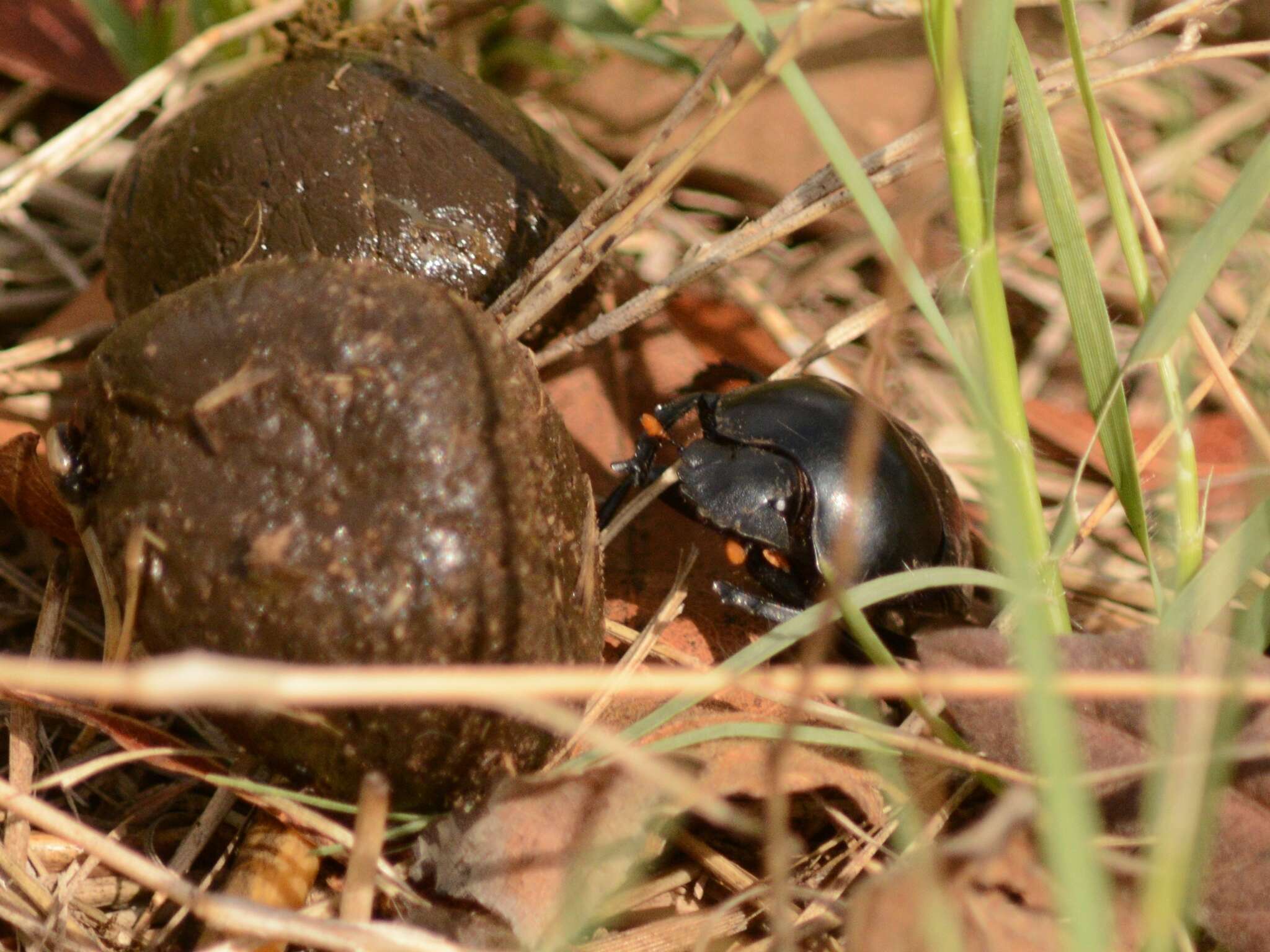 صورة Scarabaeus rusticus (Boheman 1857)