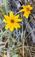 Plancia ëd Eriophyllum lanatum var. leucophyllum (DC.) W. R. Carter