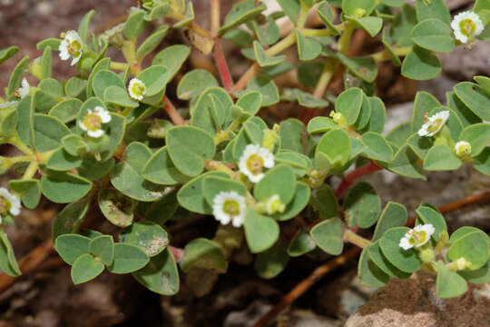 Sivun Euphorbia peruviana L. C. Wheeler kuva