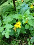 Image of Coastal Monkey-Flower