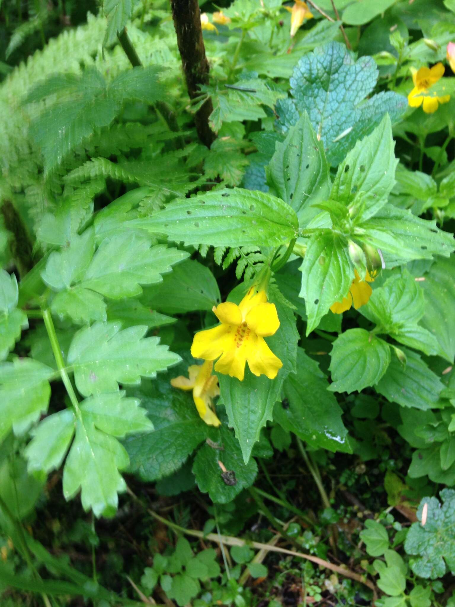 Image of Coastal Monkey-Flower