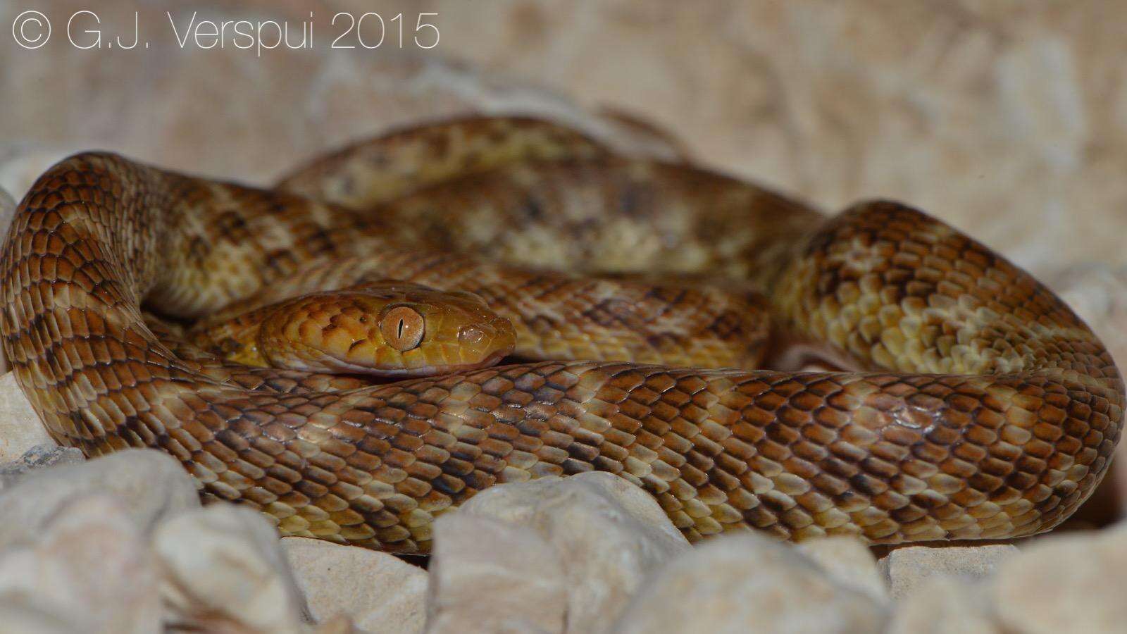 Image of Arabian Tiger Snake