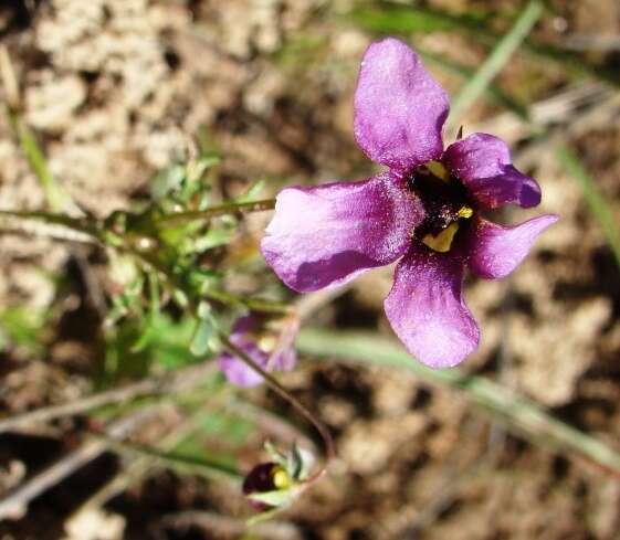 Image of Diascia lewisiae K. E. Steiner