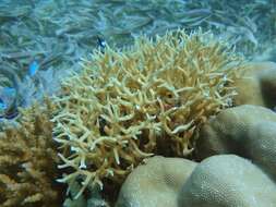 Image of Thin Birdsnest Coral