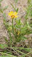 Image of tufted flax