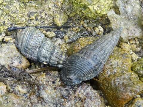 Image of Terebralia sulcata (Born 1778)