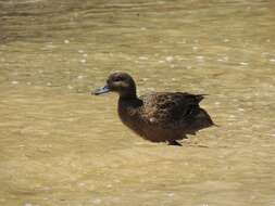 Image of Brown Teal