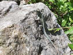 Image of Bluebelly Lizard