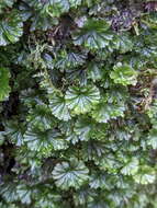 Image of Crepidomanes saxifragoides (C. Presl) P. S. Green