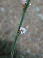 Image of Horsetail Knotweed