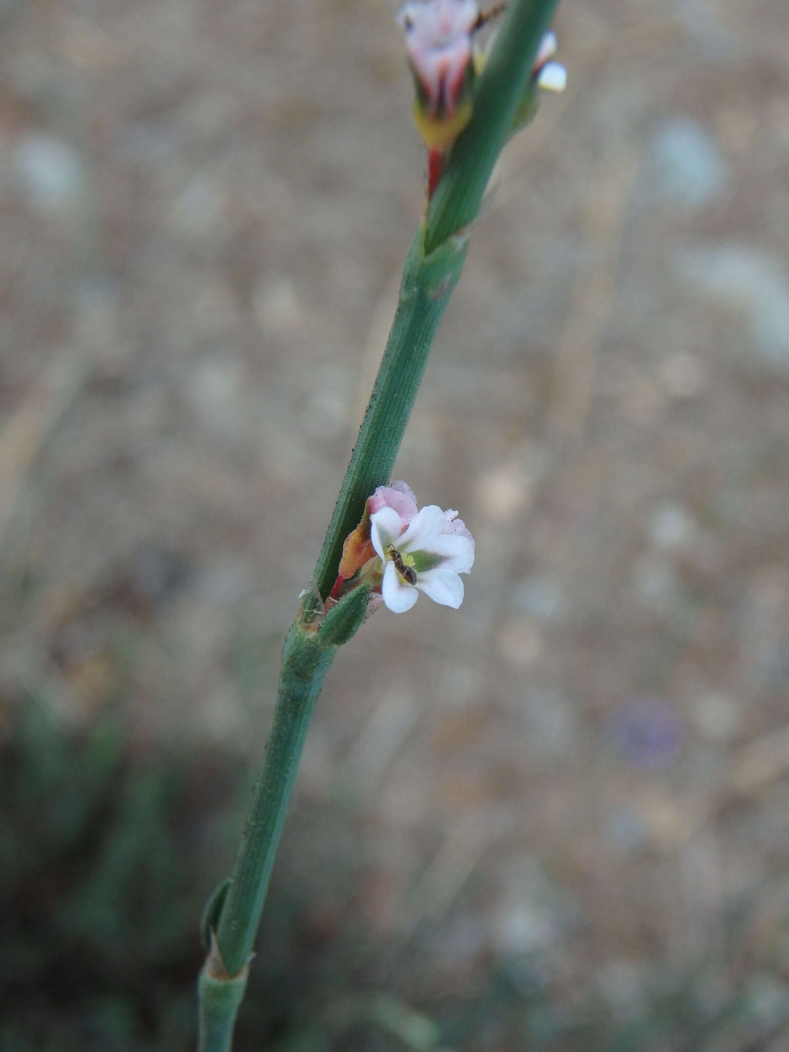 Image de Polygonum equisetiforme Sm.