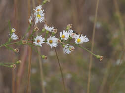 Image of hairy white oldfield aster