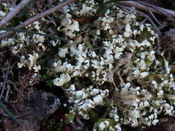 Image of Cladonia foliacea (Huds.) Willd.