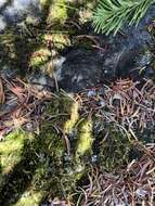 Image of bowl lichen