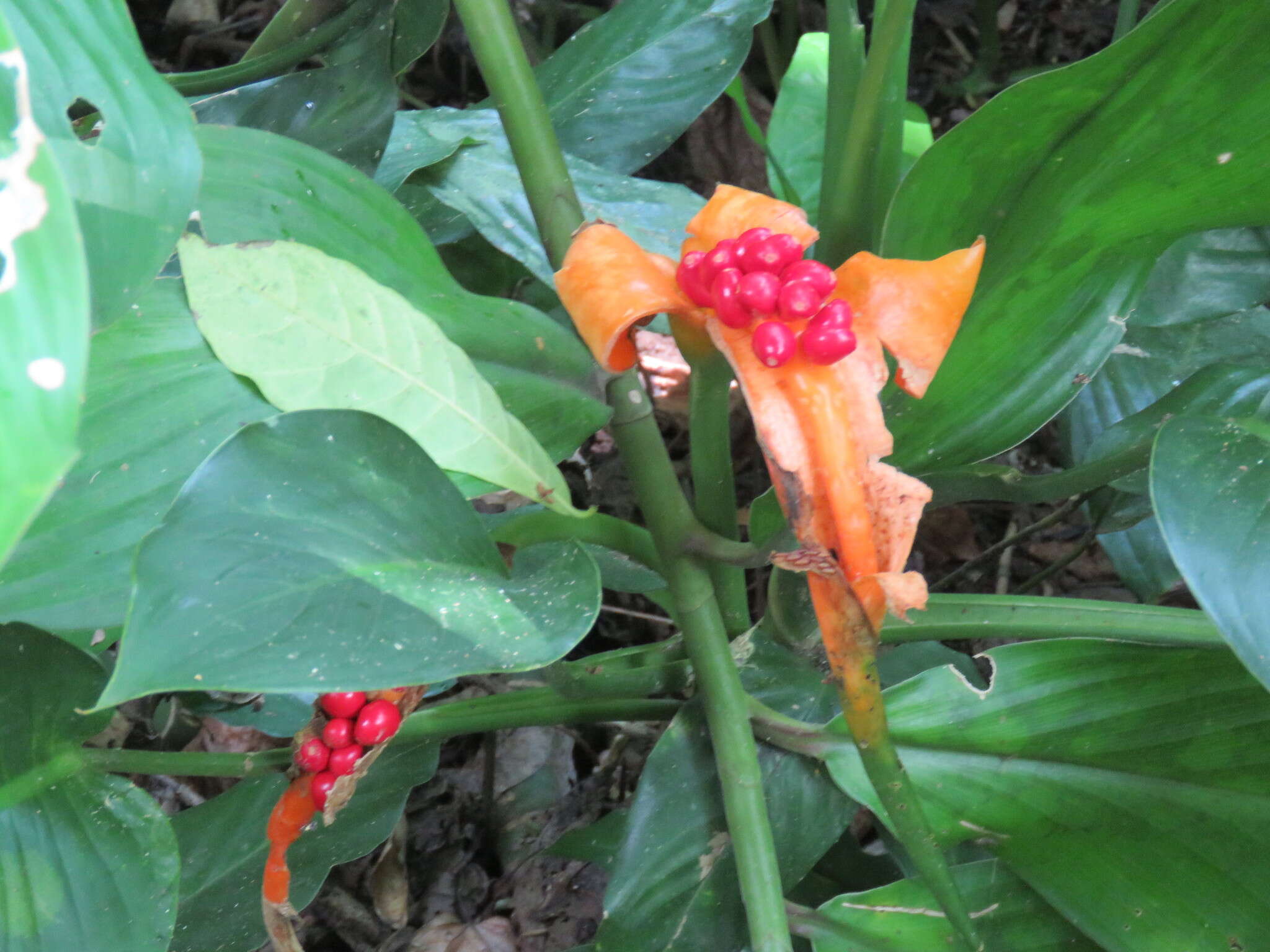 Image of Dieffenbachia wendlandii Schott