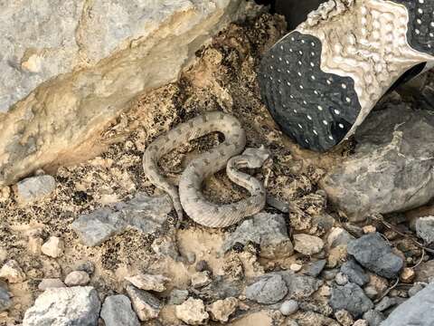 Image of Perisan Horned Viper