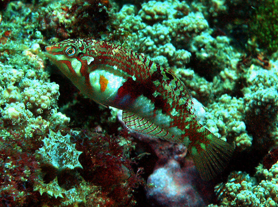 Image of Clouded rainbow fish