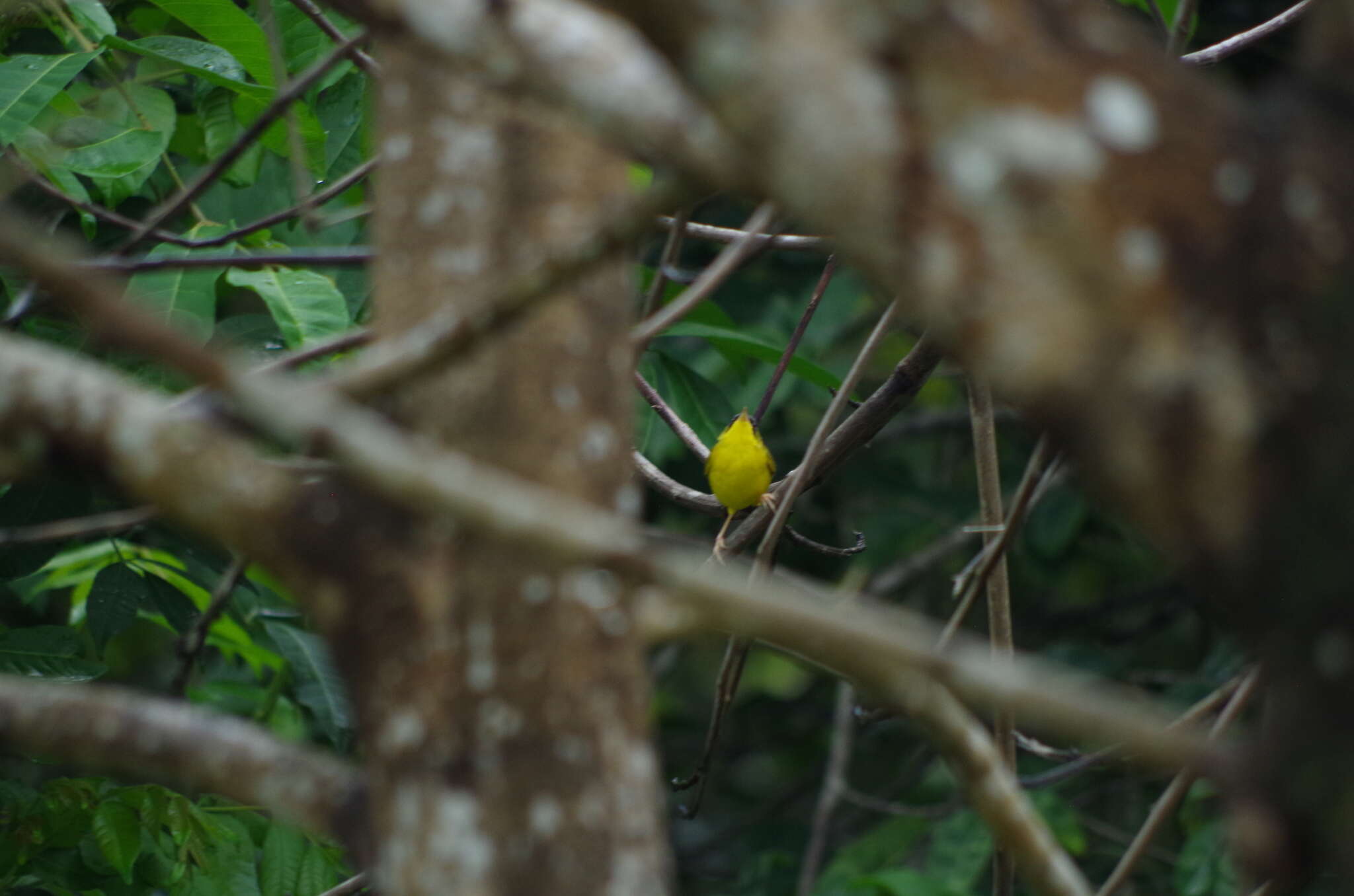 Image of Black-lored Yellowthroat