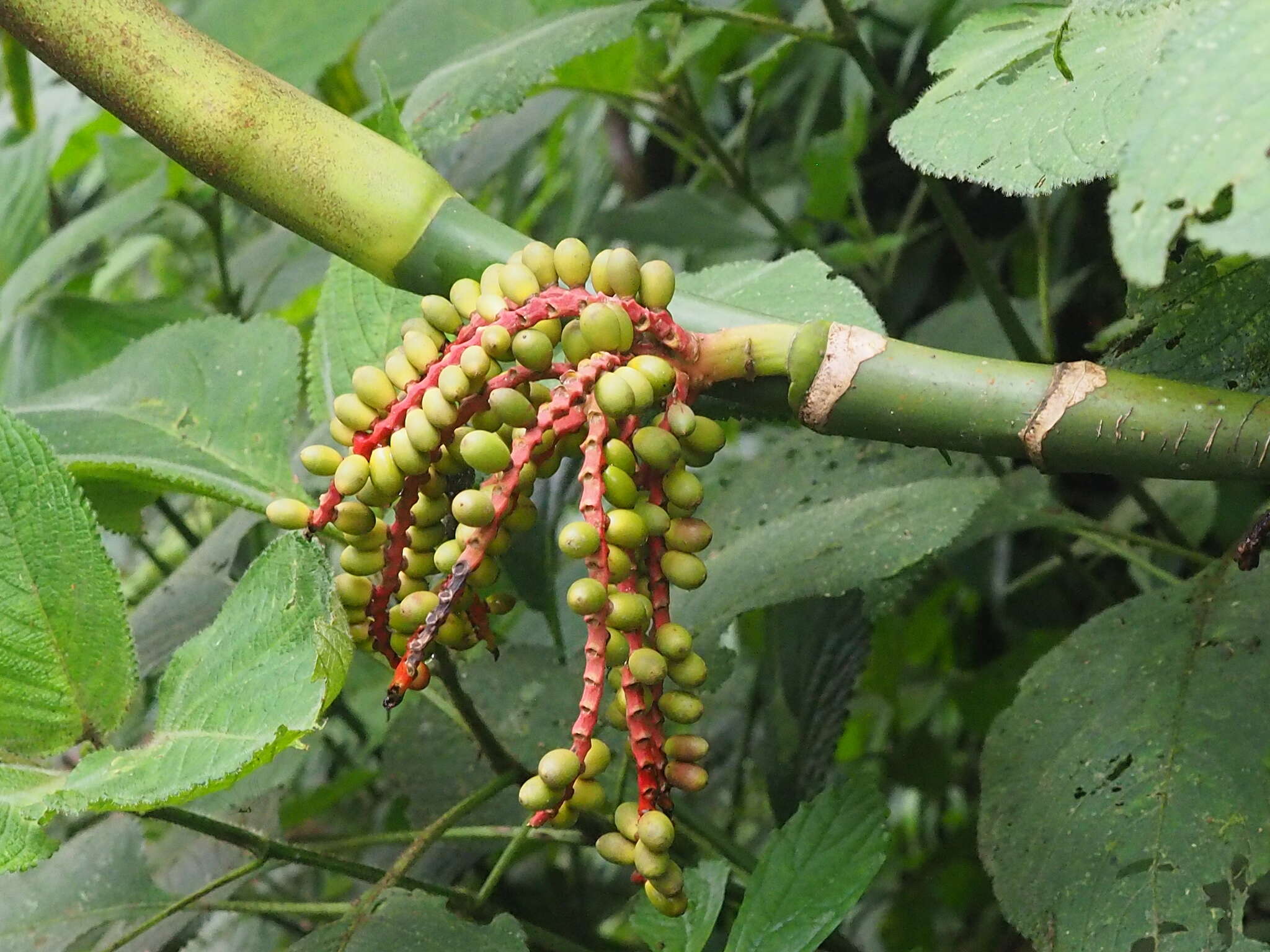 Image of Ivory cane palm