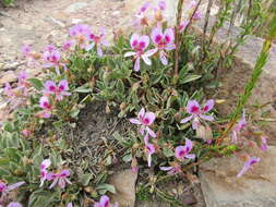 Image of Pelargonium ovale (Burm. fil.) L'Her.