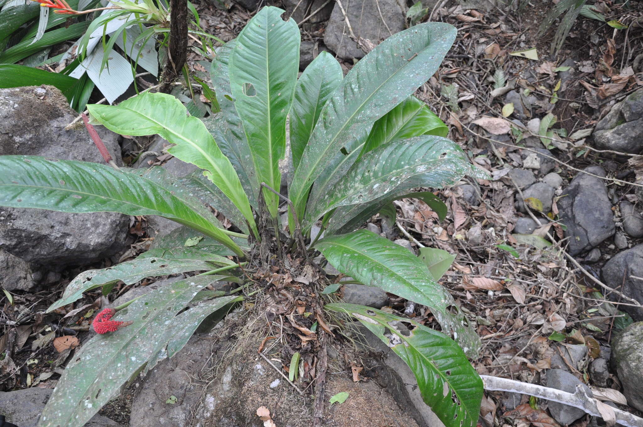 Image of Anthurium hacumense Engl.