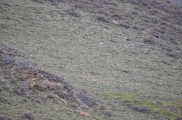 Image of Guanaco