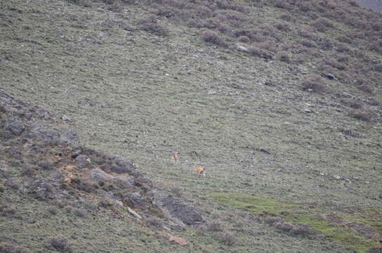 Image of Guanaco