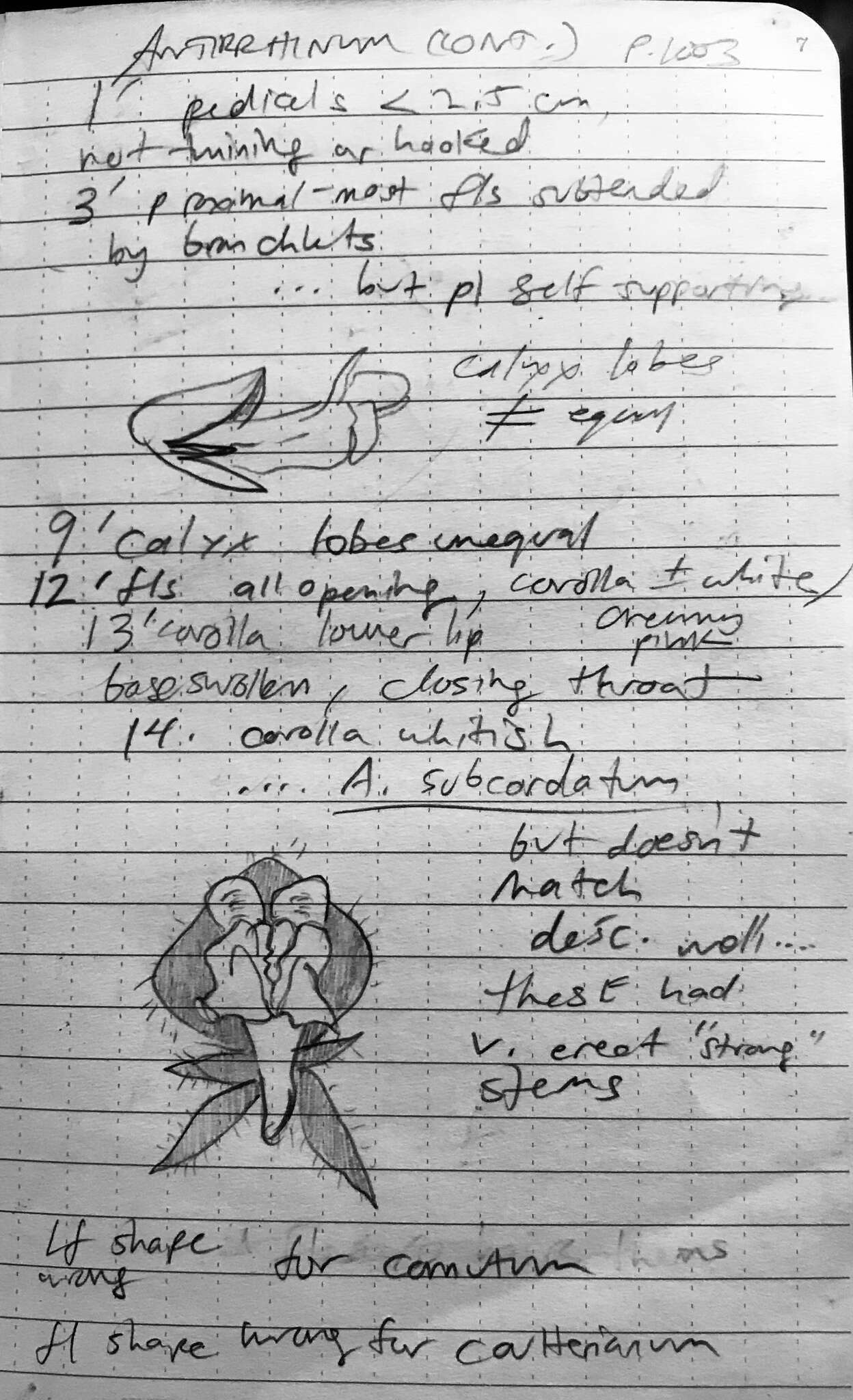 Image de Antirrhinum subcordatum A. Gray