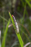 Image of Myrmeleon erythrocephalus Leach 1814