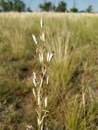 Image de Silene chlorantha (Willd.) Ehrh.