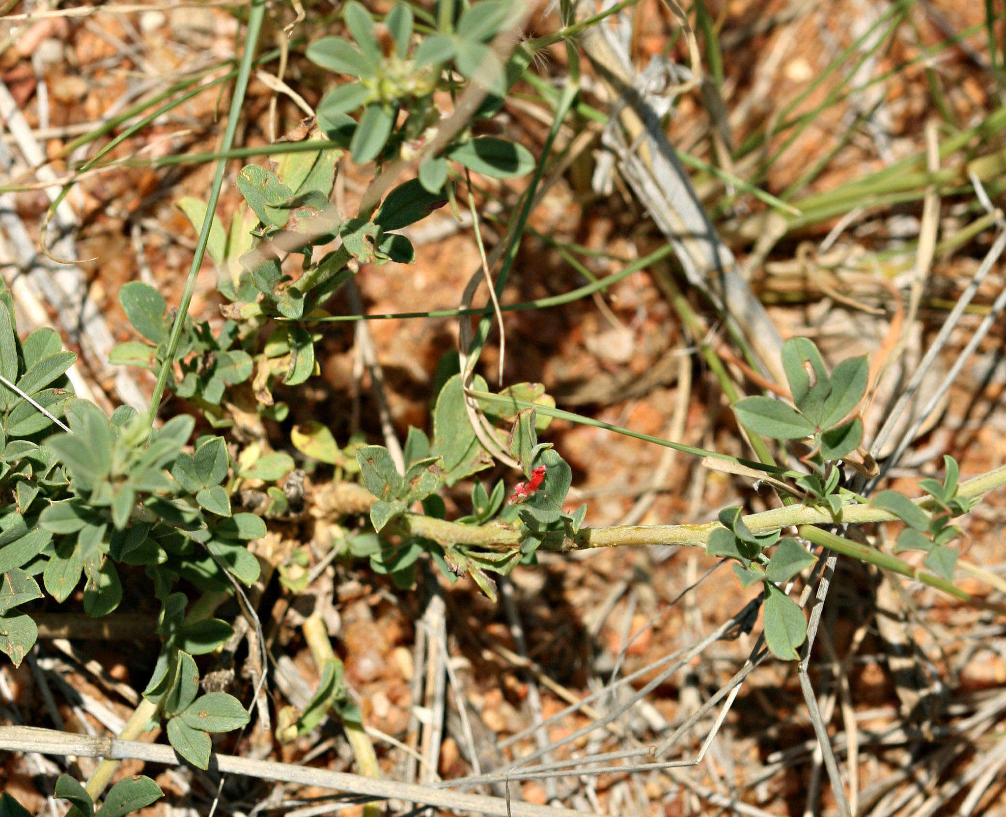 Indigofera rautanenii Baker fil.的圖片