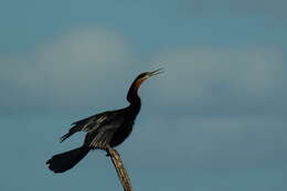 Image of African Darter