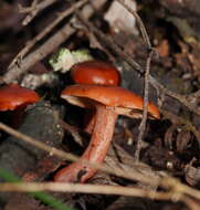 Plancia ëd Lactarius eucalypti O. K. Mill. & R. N. Hilton 1987