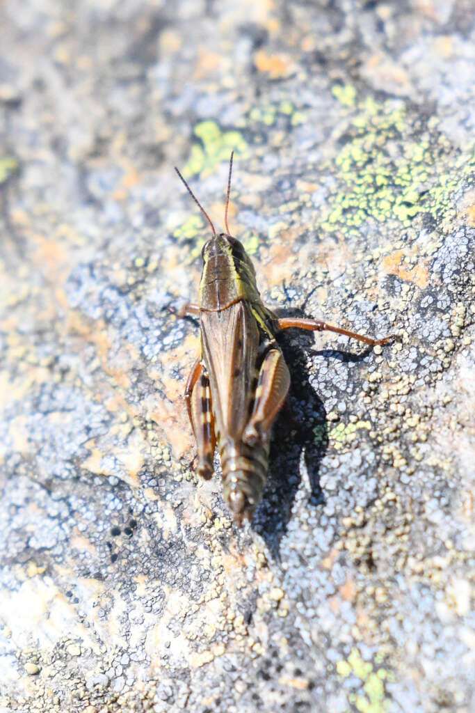 Слика од Melanoplus borealis (Fieber 1853)