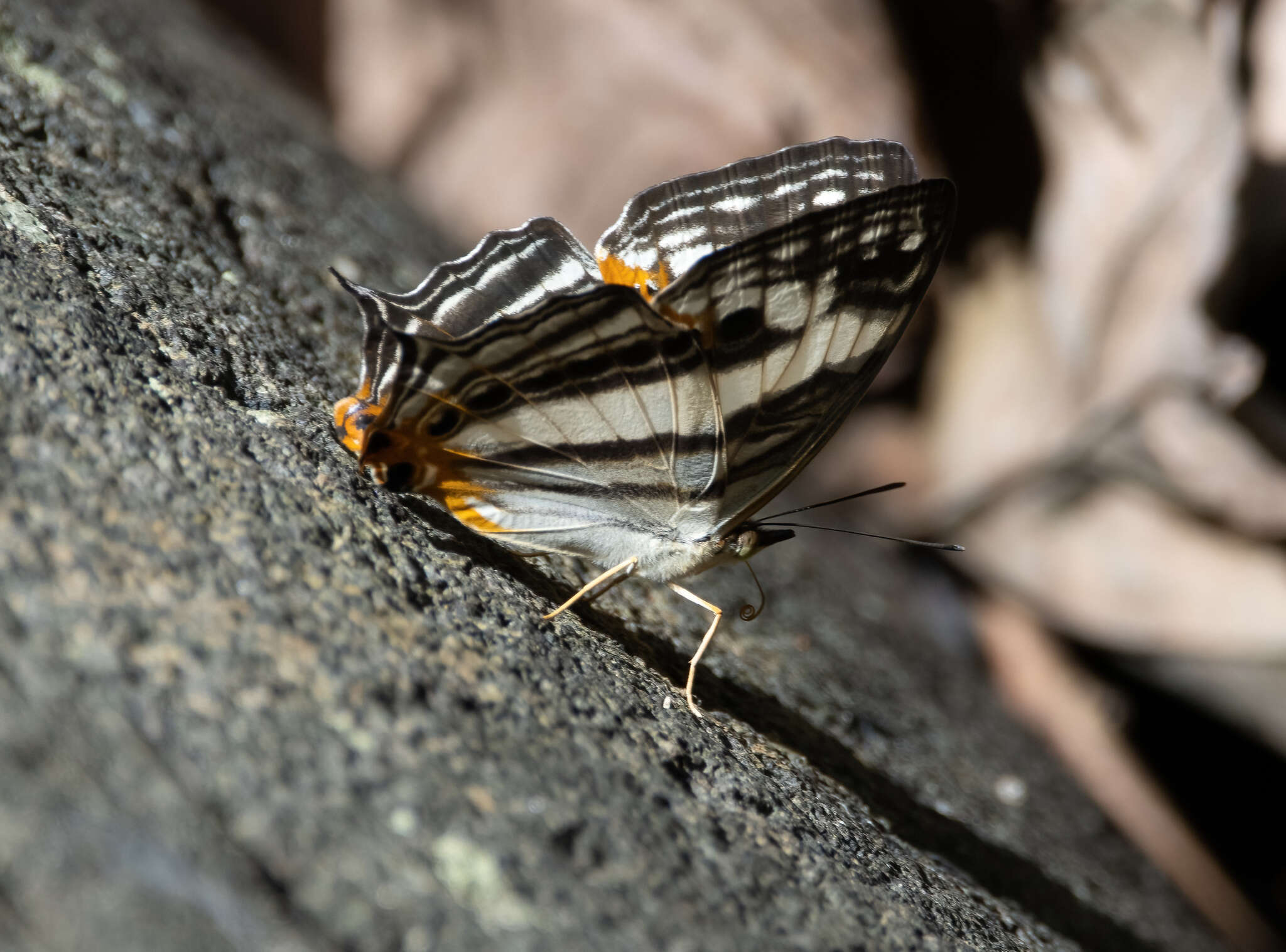 Слика од Cyrestis telamon Linnaeus 1758