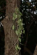 Image of Hoya wightii Hook. fil.