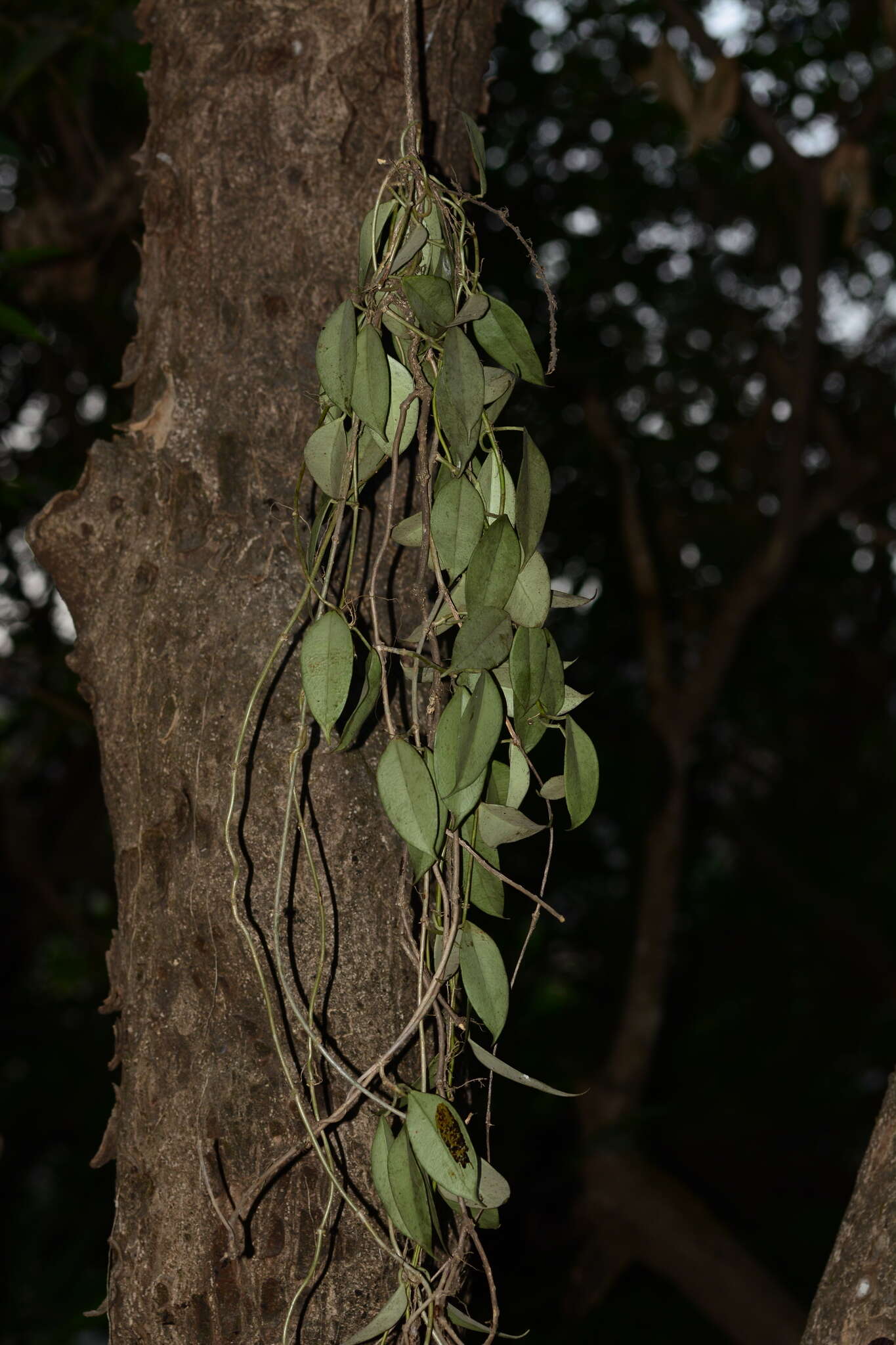 Image of Hoya wightii Hook. fil.